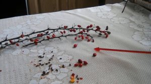 Как вырастить барбарис из семян , косточек.