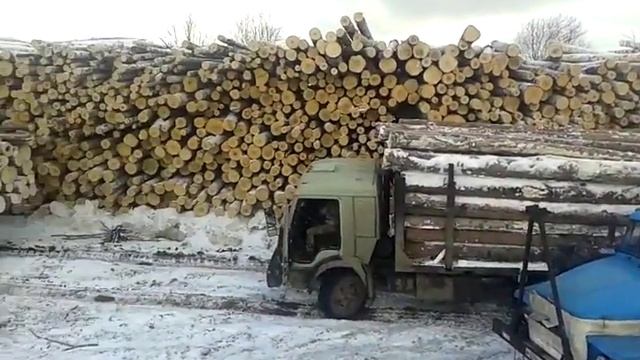 5000 кубов хвои  Ель  Сосна