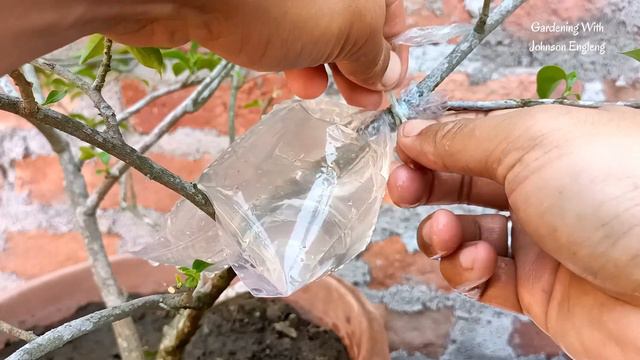 Tried to breed Bougainvillea using Banana in water | How to grow bougainvillea смотреть онлайн