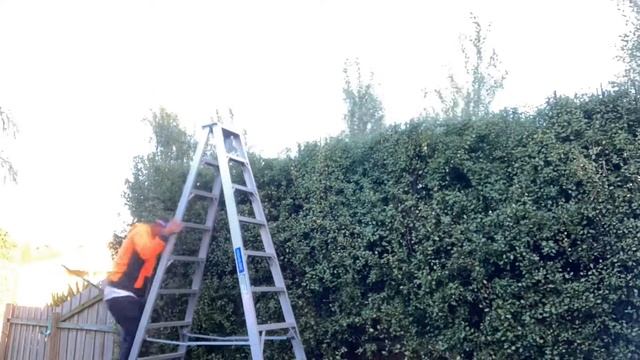 Hedge trimming and reduction with Makita power tools смотреть онлайн
