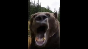 Антимедвежий Контроль-АС - реальное применение от медведей !