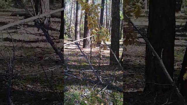 Как словить змею в лесу. смотреть онлайн