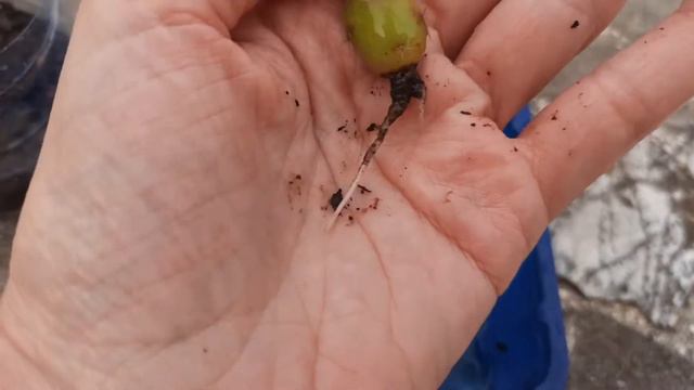 Cómo reproducir cactus 🌵MAIHUENIOPSIS🌵 fácil! ||🥰FELIZ en mi JARDIN🌼🌸 смотреть онлайн