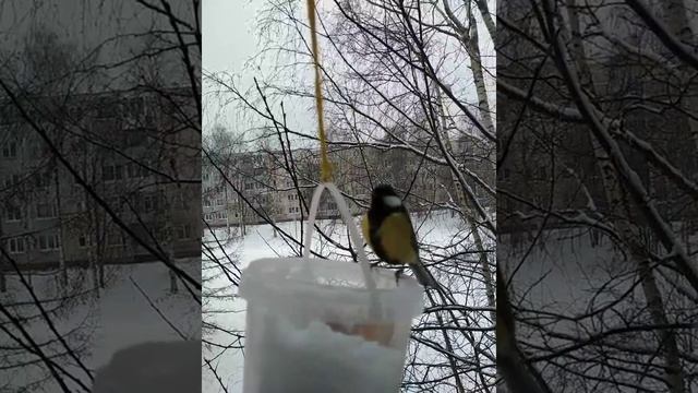 Угадайте, что кушает синица? ?? смотреть онлайн