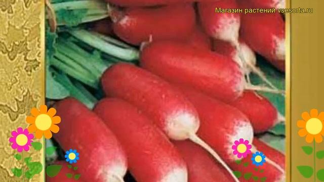 Редис Французский завтрак. Краткий обзор, описание характеристик Frantsuzskiy zavtrak смотреть онлайн