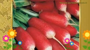 Редис Французский завтрак. Краткий обзор, описание характеристик Frantsuzskiy zavtrak