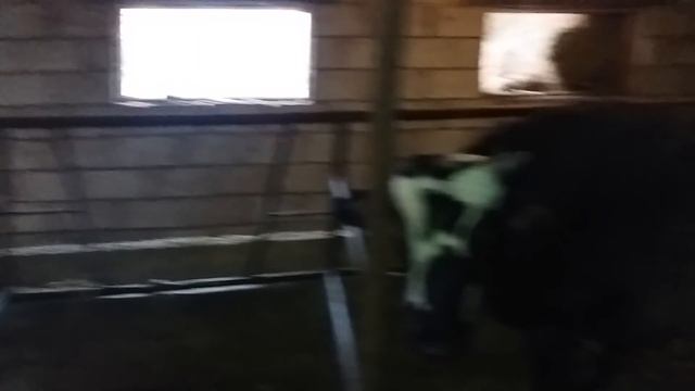 (17) Моя прибыль с продажи быка смотреть онлайн