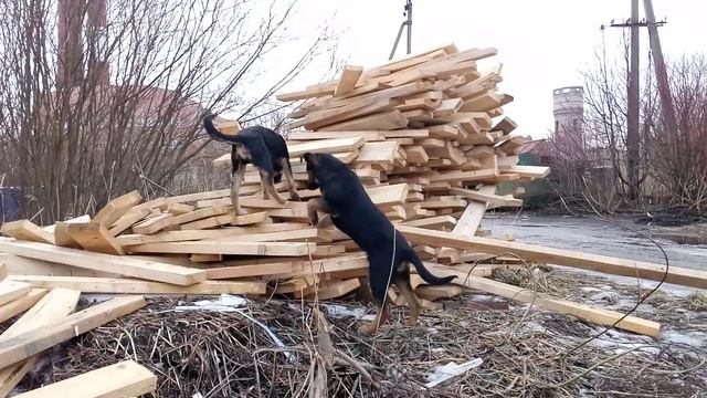 Лорд и Граф 5 смотреть онлайн