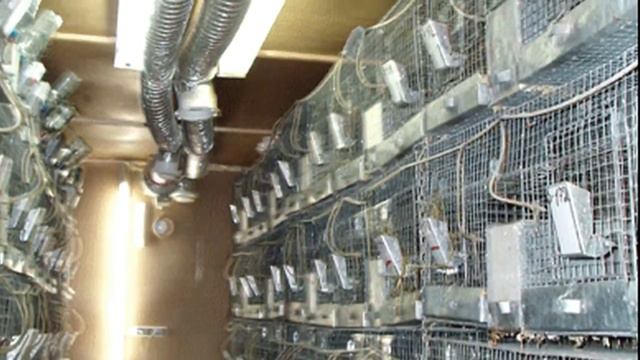 РАЗВЕДЕНИЕ ШИНШИЛЛ КАК ВЫГОДНЫЙ БИЗНЕС.ФЕРМА ШИНШИЛЛ РЕТАС.