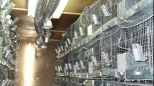 РАЗВЕДЕНИЕ ШИНШИЛЛ КАК ВЫГОДНЫЙ БИЗНЕС.ФЕРМА ШИНШИЛЛ РЕТАС.