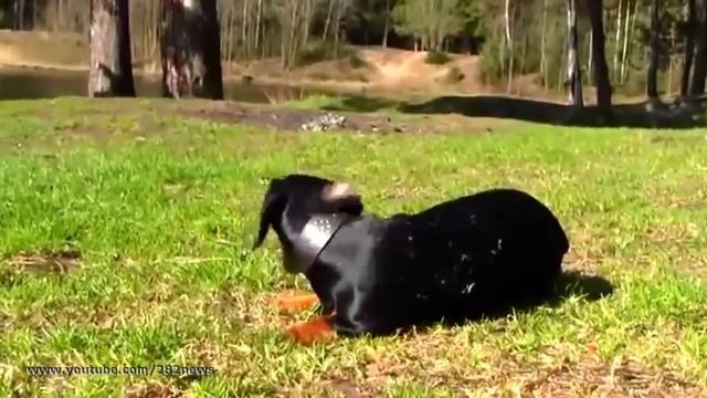 Смешные Таксы Funny Dachshunds смотреть онлайн