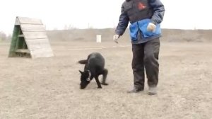 ЧЕРНАЯ немецкая ОВЧАРКА