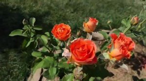 Роза "Нина" и "Высшее общество"