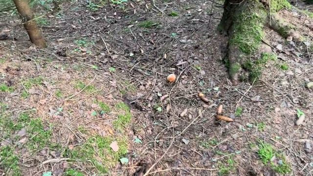 ГРИБНОЙ ПОХОД В ЕЛОВЫЙ ЛЕС С НАДЕЖДОЙ НА БЕЛЫЕ ГРИБЫ ! В конце БОНУС !