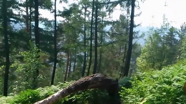 В Бобровом логу смотреть онлайн