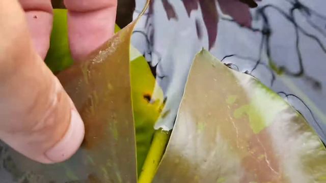 Нимфея Red Stripe (nymphaea Red Stripe) смотреть онлайн