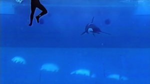 The Horrifying Last Moments of Seaworld Trainer Keltie Byrne