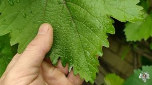 Внимание!!! Это не Антракноз! Как распознать Антракноз.