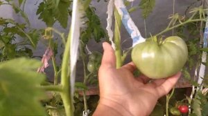 ОБЗОР СОРТА БАБУШКИНО | Томаты, Помидоры