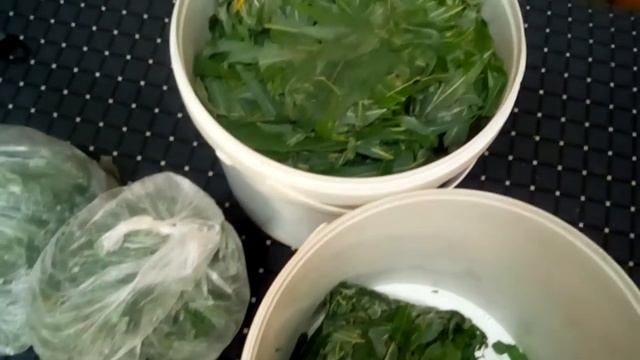 Иван чай Часть 2 заморозка смотреть онлайн