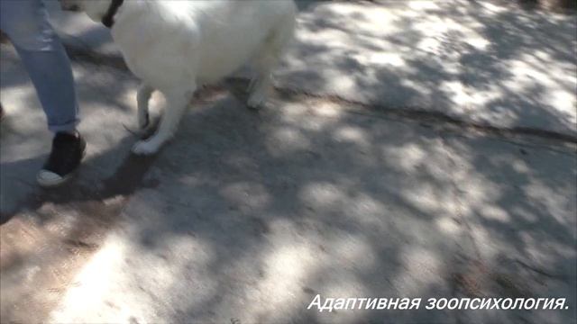 Как избавить собаку от страхов. смотреть онлайн