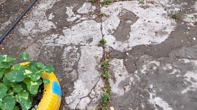 Гуляю в саду и кого смотрю отвечаю на вопрос подписчиков смотреть онлайн