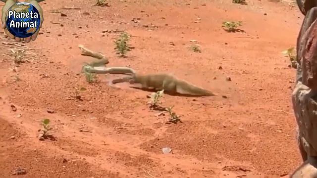 A TEMIDA COBRA REI смотреть онлайн