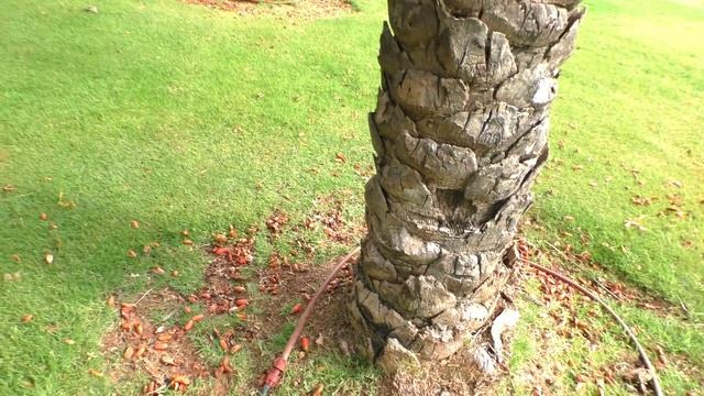 Финиковые пальмы/Date palms смотреть онлайн
