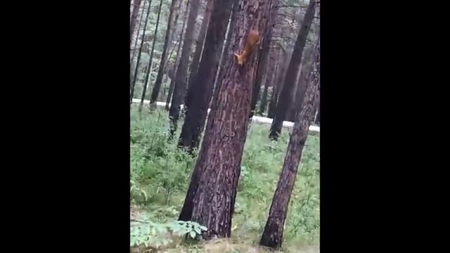 Как белка готовится к зиме смотреть онлайн