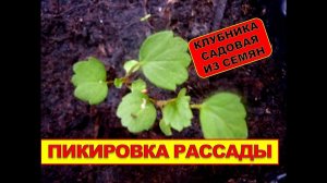 РАССАДА КЛУБНИКИ. Выращивание клубники из семян, пикировка рассады. Размножение земляники БМ