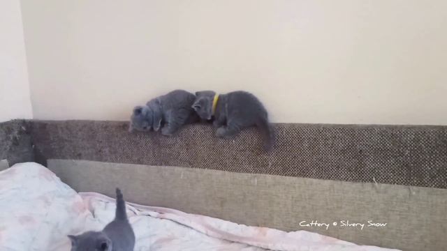 Маленькие британские котята. Возраст 1 месяц. Бесконечные веселые игры. смотреть онлайн