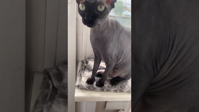 Нервная кошка? смотреть онлайн