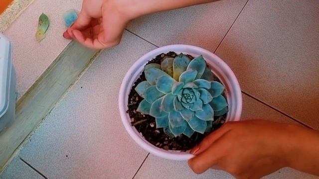 BEHEADING MY SUCCULENTS USING THREAD смотреть онлайн