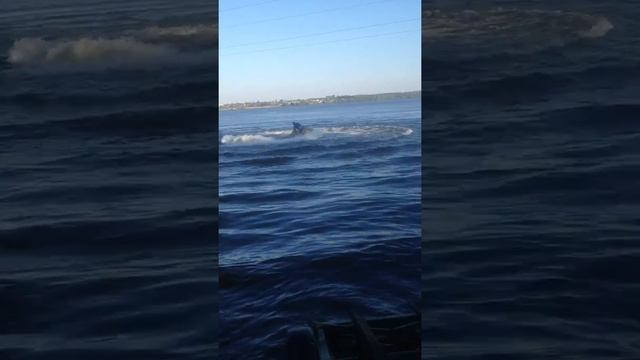 bombardier Xp на воде