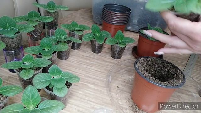 СЕЯНЦЫ ГЛОКСИНИИ ,ПЕРЕСАДКА В ГОРШОЧКИ смотреть онлайн