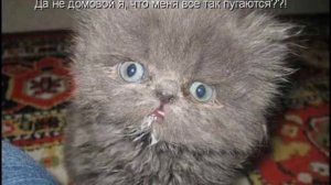 Подписывайтесь ляляляляляля