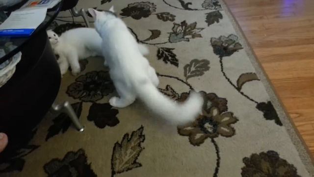Bobby and Belle White Turkish Vans Duke it Out смотреть онлайн
