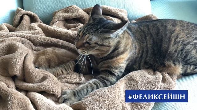 #феликсейшн