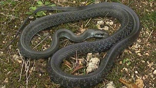 Aesculapian Snake (Zamenis longissimus) defensive behaviour смотреть онлайн