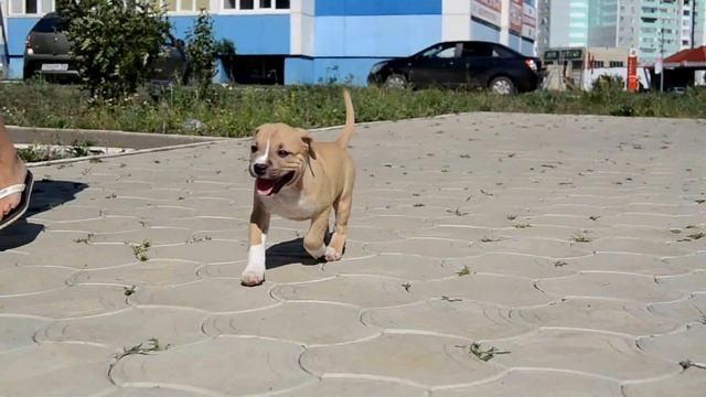 TAIRIS ESTIMA LUCIDA