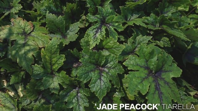 Difference Between A Heuchera, Tiarella and Heucherella // Garden Answer смотреть онлайн