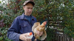 Куриный клещ и Пероед, как избавиться . Обработка кур и перепелов от блох, клещей и вшей