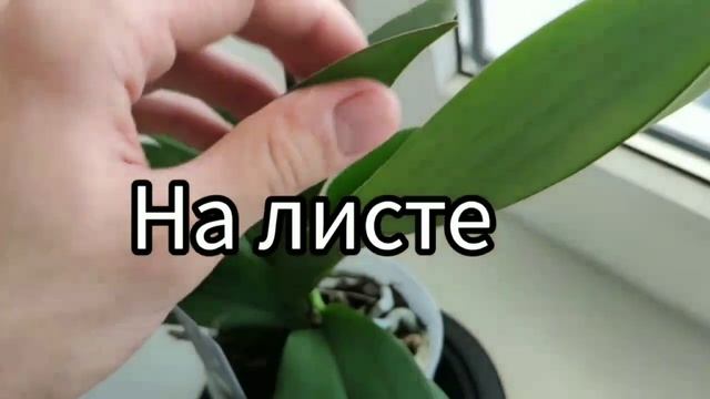 Как выбрать ОРХИДЕЮ В МАГАЗИНЕ чтоб не разочаровать дома смотреть онлайн