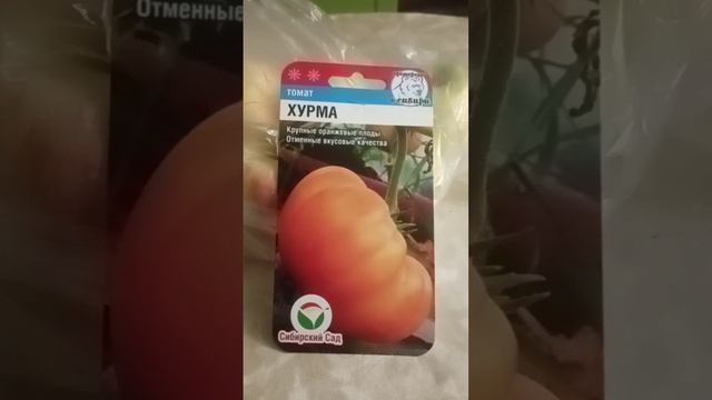 Томат ?Хурма от сибсада смотреть онлайн
