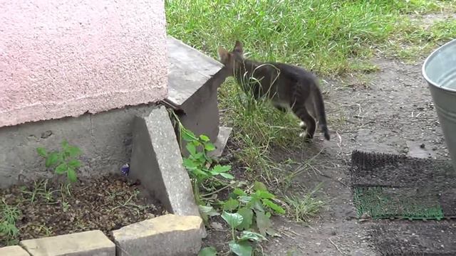 Сценки приколов для нас- от Котов смотреть онлайн