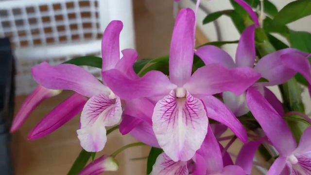 #my_orchid_collection 🔥 Dendrobium #rainbow_dance смотреть онлайн