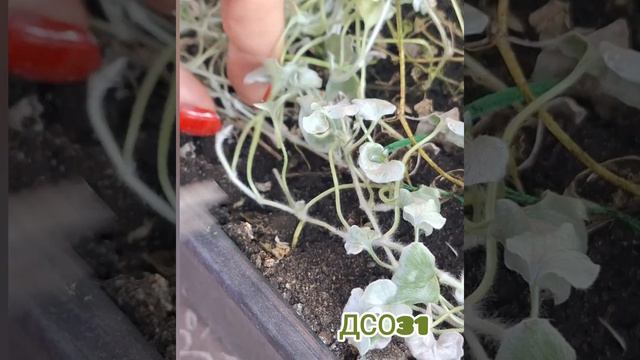 Дихондра серебристый водопад. Как размножить зимой. смотреть онлайн