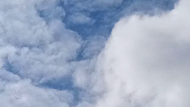 Птицы летят. Весна. смотреть онлайн