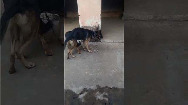 First time crossing my German shepherd смотреть онлайн