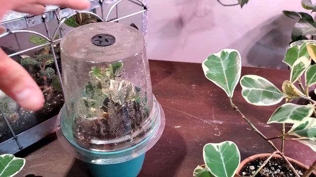 Ficus Triangularis | Care And Propagation!